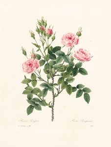 Rosa Pomponia, Victor tarafından 